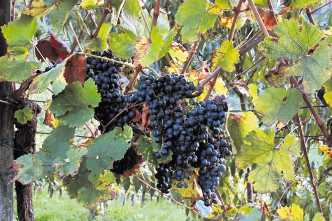 Z modro frankinjo je v Sloveniji zasajenih okoli 700 hektarjev vinogradov, večina v Podravju in Posavju.