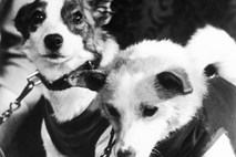 Rusija obeležuje 50. obletnico uspešnega poleta psičk Belke in Strelke v vesolje