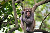 Znanstveniki: Tako kot ljudje lahko tudi opice podvomijo vase