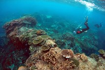 Avstralski Veliki koralni greben prizadelo doslej največje beljenje koral