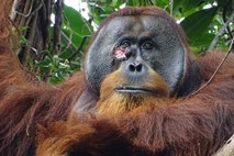 Nova dognanja znanstvenikov: orangutan si je z zdravilno rastlino sam pozdravil rano