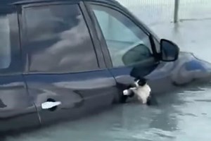 Poplave v Dubaju: obupana mačka kot zvezda družbenih omrežij