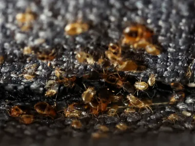 Bed bugs are seen in a sofa bed, in L'Hay-les-Roses, near Paris, France, September 29, 2023. REUTERS/Stephanie Lecocq