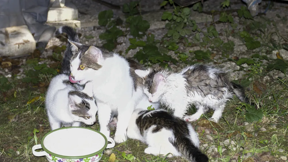 Mačke se z virusom najpogosteje okužijo ob neposrednem stiku z okuženo živaljo in njenimi izločki. Foto: Nik Erik Neubauer 