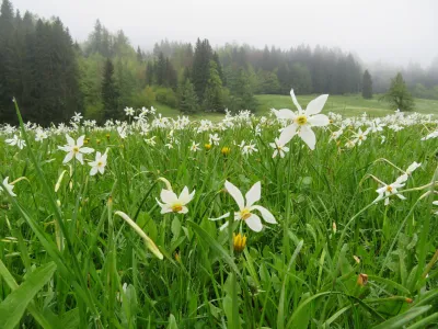 Narcise, ključavnice, travniki pod Golico