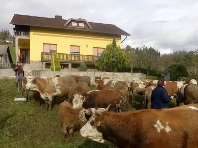 kmetija Možgan, Leskovec pri Krškem, odvzem živali. Fotografija: družina Možgan 