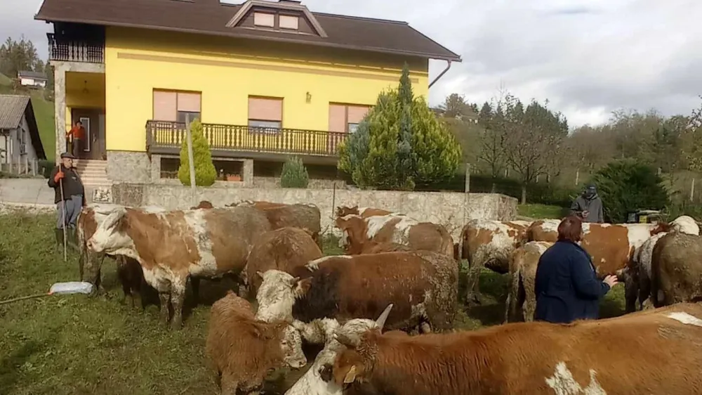 kmetija Možgan, Leskovec pri Krškem, odvzem živali. Fotografija: družina Možgan 