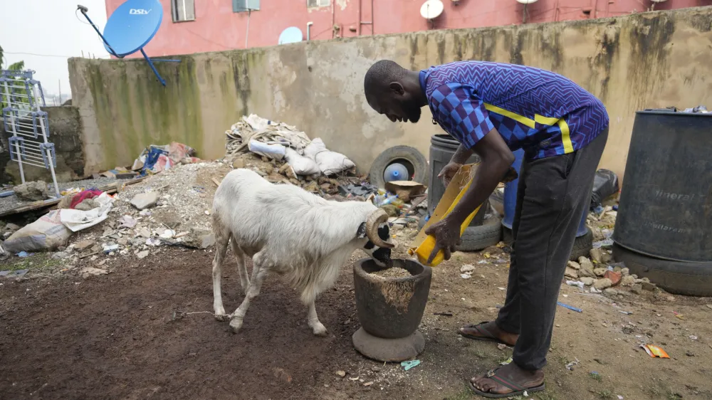 A man feeds his ram at his house before a ram fighting competition at the National Stadium in Lagos Nigeria, Sunday, Dec. 3, 2023. Ram fighting is a sport between two rams with the same weight category held in an open field. (AP Photo/Sunday Alamba)