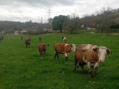 Možganovi priznavajo, da so bile njihove živali blatne, odločno pa zanikajo, da so bile tudi shirane. F družina Možgan 