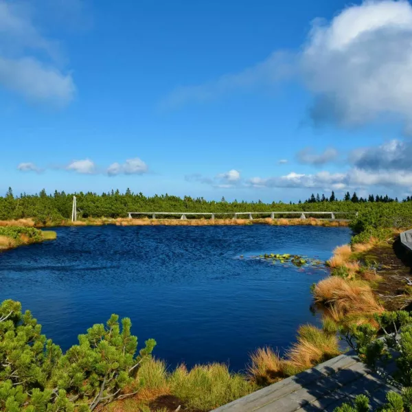 Beautiful blue colored lake at Lovrenska jezera with dry grass on the bank and surrounde by mugo pine with a wooden pathyway leading past at Pohorje in Stajerska, Slovenia / Foto: Kato08