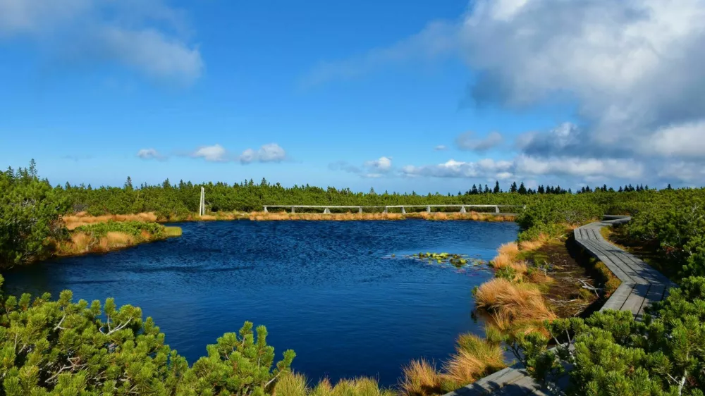 Beautiful blue colored lake at Lovrenska jezera with dry grass on the bank and surrounde by mugo pine with a wooden pathyway leading past at Pohorje in Stajerska, Slovenia / Foto: Kato08