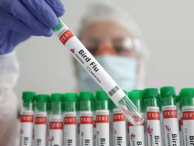 FILE PHOTO: A person holds a test tube labelled "Bird Flu", in this picture illustration, January 14, 2023. REUTERS/Dado Ruvic/Illustration/File Photo