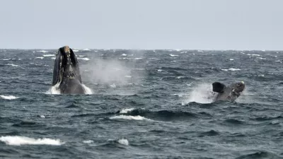 ﻿A young southern right whale (R), known in Spanish as ballena franca austral, swims in the waters of the Atlantic Sea, offshore Golfo Nuevo, next to its mother in Argentina's Patagonian village of Puerto Piramides, September 19, 2014. The whales regularly come to breed and calve in this marine reserve from June to December.   REUTERS/Maxi Jonas (ARGENTINA - Tags: ANIMALS ENVIRONMENT) - RTR46ZIB