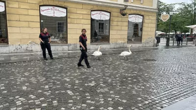 Laboda LJ F Špela Ferllin