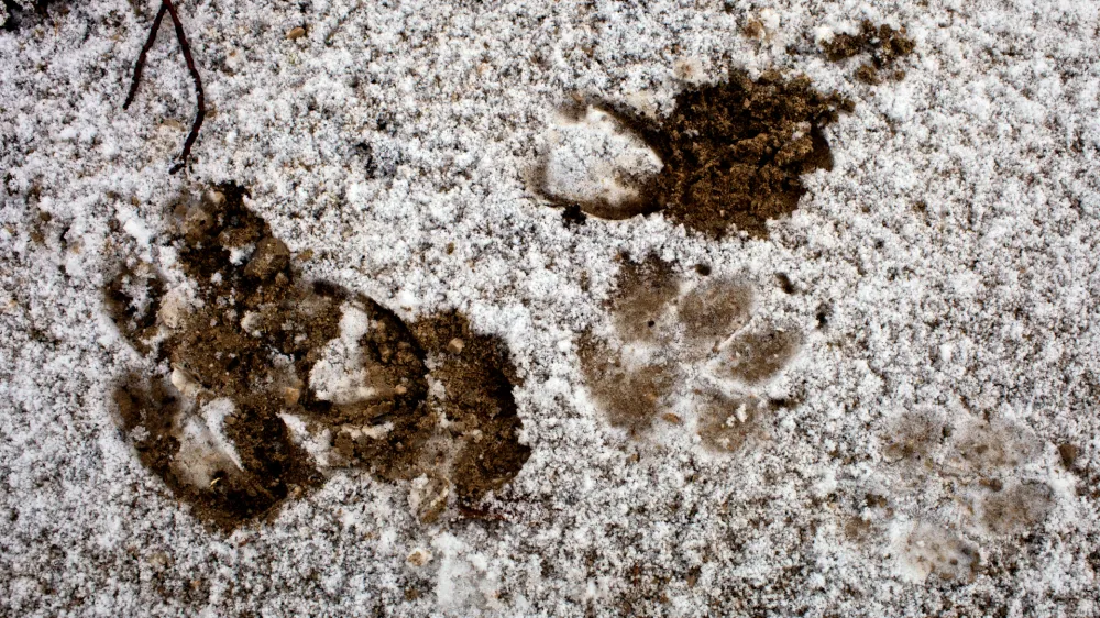 odtis volčje šape v snegu- Javorniki nad Cerknico - življenski prostor velikih zveri - sledenje v snegu - divjad///FOTO: Jaka AdamičOPOMBA: ZA OBJAVO V PRILOGI – DNEVNIKOV OBJEKTIV - REPORTAŽA