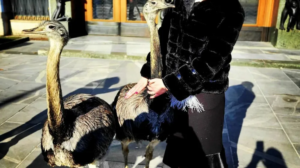 Urška Klakočar Zupančič se je pred časom pred parlamentom fotografirala z nojema, ob obisku Ugande pa je posvojila šimpanza. F instagram