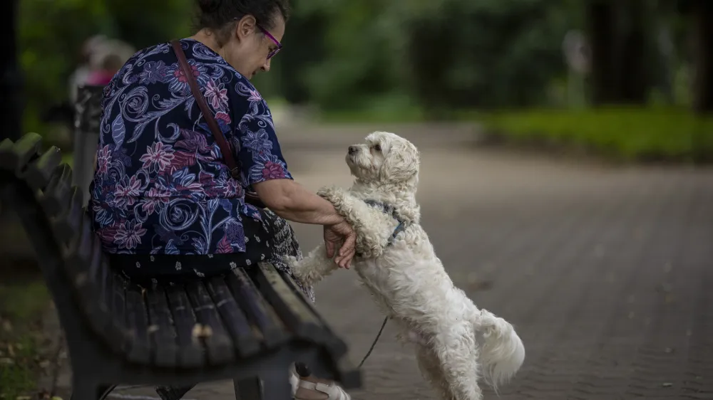 A woman plays with a dog in Bucharest, Romania, Saturday, July 8, 2023. (AP Photo/Vadim Ghirda)