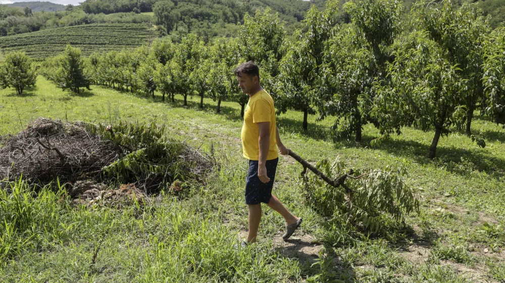 - 29.07.2023 – Vipavska dolina - odpravljanje posledic po uničevalnem neurju s točo - uničeni pridelki v breskovih in hruškovih sadovnjakih, vinogradih ter na poljih - sadjarstvo - //FOTO: Jaka Gasar