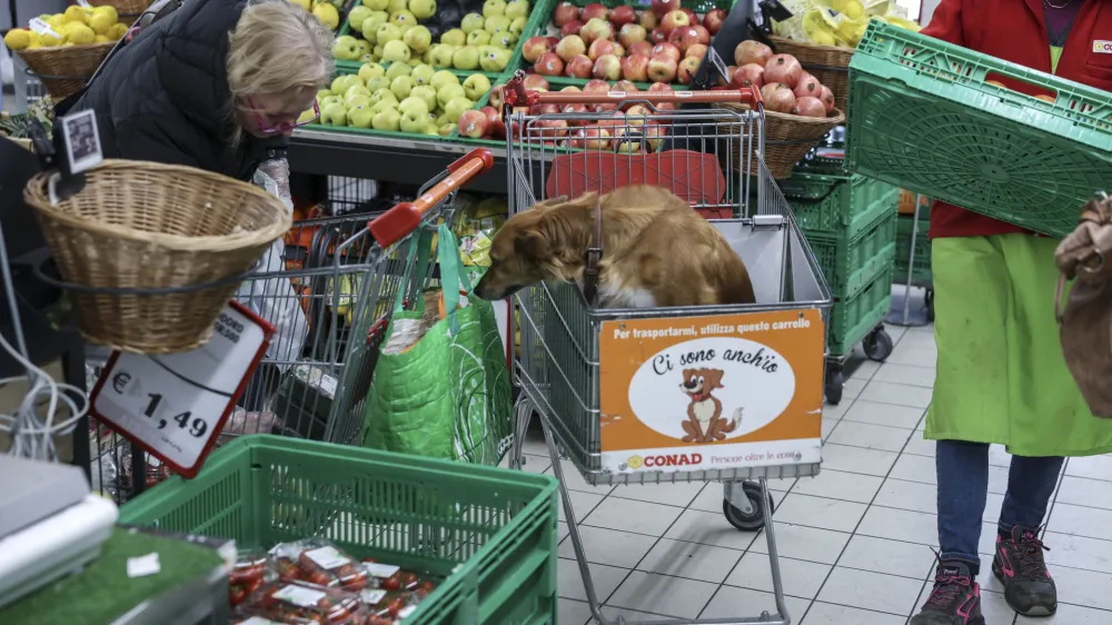 Opčine – trgovina Conad, pes v nakupovalnem vozičku<br> <br>- 07.04.2023 – ITALIJA – cenejše nakupovanje hrane čez mejo -<br> <br>//FOTO: Jaka Gasar