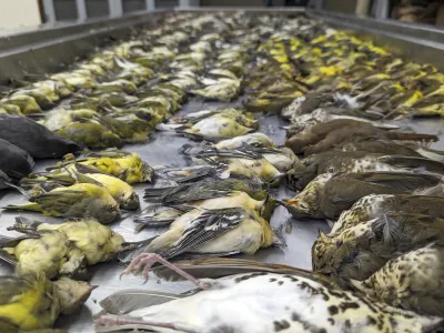 In this image provided by the Chicago Field Museum, the bodies of migrating birds are displayed, Thursday, Oct. 5, 2023, at the Chicago Field Museum, in Chicago. The birds were killed when they flew into the windows of the McCormick Place Lakeside Center, a Chicago exhibition hall, the night of Oct. 4-5. According to the Chicago Audubon Society, nearly 1,000 birds migrating south during the night grew confused by the exhibition center's lights and collided with the building. (Daryl Coldren/Chicago Field Museum via AP)