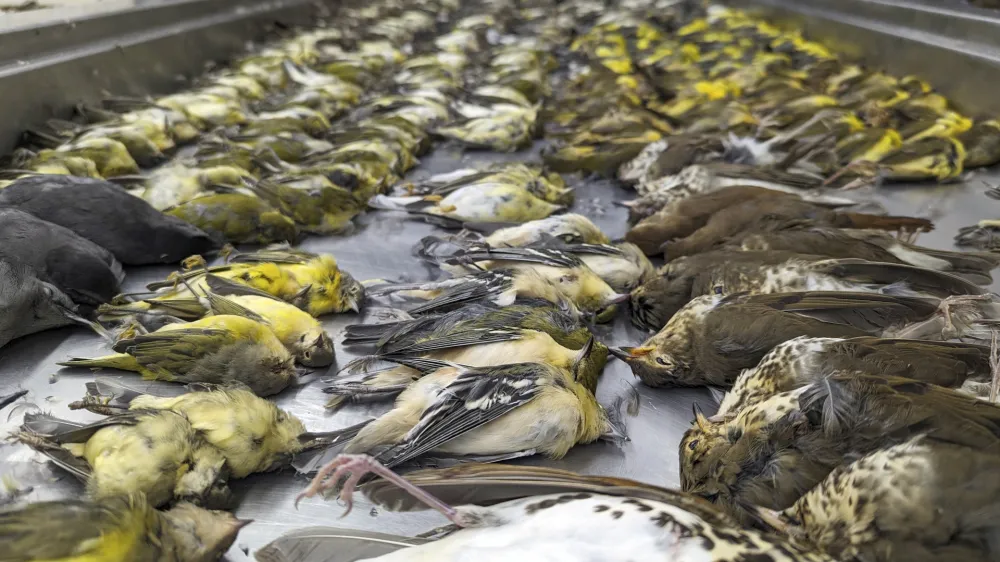 In this image provided by the Chicago Field Museum, the bodies of migrating birds are displayed, Thursday, Oct. 5, 2023, at the Chicago Field Museum, in Chicago. The birds were killed when they flew into the windows of the McCormick Place Lakeside Center, a Chicago exhibition hall, the night of Oct. 4-5. According to the Chicago Audubon Society, nearly 1,000 birds migrating south during the night grew confused by the exhibition center's lights and collided with the building. (Daryl Coldren/Chicago Field Museum via AP)