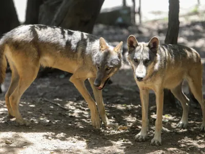 volk - 06.07.2022 - Živalski vrt ZOO Ljubljana – živali se v poletni vročini hladijo s sladoledom - //FOTO: Jaka Gasar