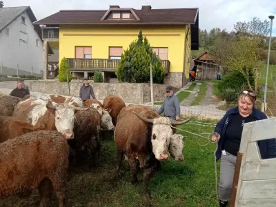 Zaščitnici živali Valeriji Podgornik je tale Možganova krava sedla v srce že med odvzemom, zato se je odločila, da bo skrbela zanjo do konca njenih dni. Med facebook prijatelji zbira denar za njen odkup, čeprav inšpekcijski postopek v zvezi z odvzemom živali še ni končan. 