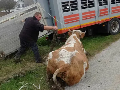 kmetija Možgan, Leskovec pri Krškem, govedo, odvzem. Foto: družina Možgan