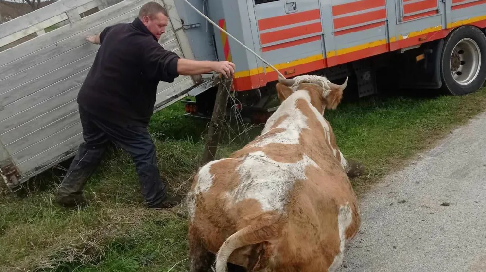 kmetija Možgan, Leskovec pri Krškem, govedo, odvzem. Foto: družina Možgan