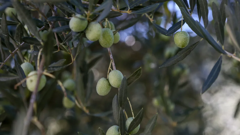 ﻿- oljčni nasad – oljke – olive- 27.09.2018 – Hrvaška Istra - oljkarji - Oljarna IPŠA, Livade - proizvodnja ekstra deviškega istrskega oljčnega olja - oljčno – olivno olje -  //FOTO: Luka Cjuha.