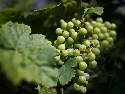 grozdje - Biološko-dinamično vinogradništvo Urbajs ACI, Rifnik nad Šentjurjem - ekološki vinarji - naravna orgamska vina, ///FOTO: Luka Cjuha OPOMBA: ZA OBJAVO V PRILOGI – DNEVNIKOV OBJEKTIV - INTERVJU