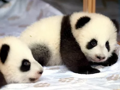 Giant panda twin sisters, Leni and Lotti are presented during their name-giving ceremony in an enclosure at the Zoo in Berlin, Germany, December 6, 2024. REUTERS/Lisi Niesner