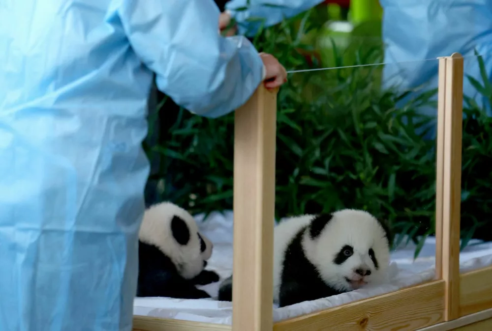 Giant panda twin sisters, Leni and Lotti are presented during their name-giving ceremony in an enclosure at the Zoo in Berlin, Germany, December 6, 2024. REUTERS/Lisi Niesner