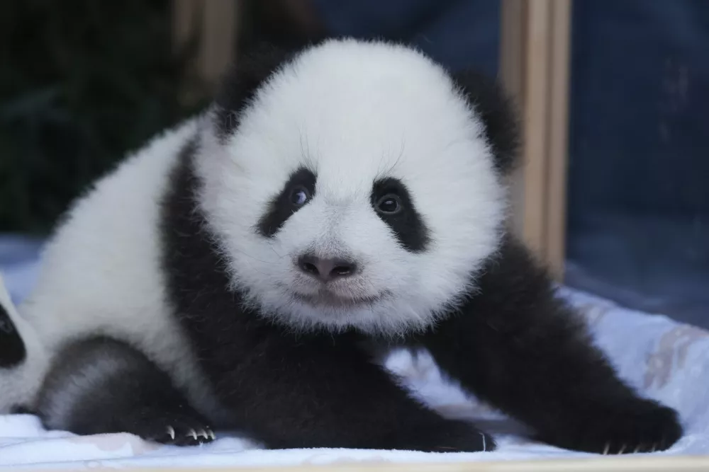 One of the newly born twin panda bear cubs, named Meng Hao and Meng Tian or Leni and Lotti, looks out of the enclosure, during the official presentation of their names, at the Zoo in Berlin, Germany, Friday, Dec. 6, 2024. (AP Photo/Markus Schreiber)