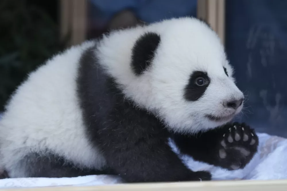 One of the newly born twin panda bear cubs, named Meng Hao and Meng Tian or Leni and Lotti, looks out of the enclosure, during the official presentation of their names, at the Zoo in Berlin, Germany, Friday, Dec. 6, 2024. (AP Photo/Markus Schreiber)