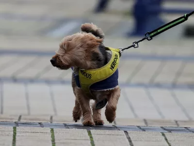 A dog walks on a street after Storm Darragh hit the country, in Porthcawl, Wales, Britain, December 7, 2024. REUTERS/Temilade Adelaja