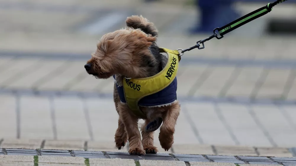 A dog walks on a street after Storm Darragh hit the country, in Porthcawl, Wales, Britain, December 7, 2024. REUTERS/Temilade Adelaja