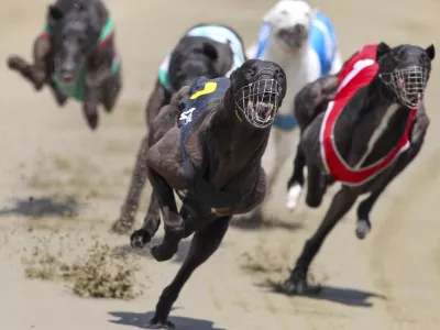 Greyhounds race at the Southland Greyhound Racing Club meeting at Ascot Park raceway, in Invercargill, New Zealand, Dec. 28, 2012, (Robyn Edie/Southland Times via AP)