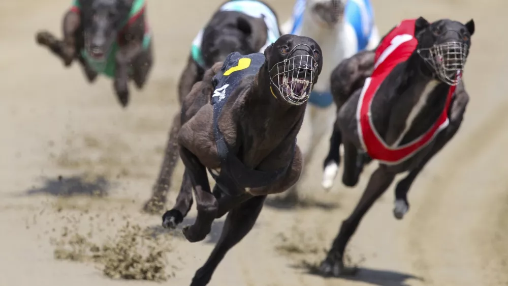 Greyhounds race at the Southland Greyhound Racing Club meeting at Ascot Park raceway, in Invercargill, New Zealand, Dec. 28, 2012, (Robyn Edie/Southland Times via AP)