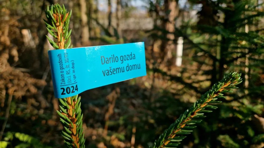 Ljubljana.Smrecica z modro nalepko, po kateri lahko kupci prepoznajo novoletna drevesca, posekana v slovenskih gozdovih.Tako morajo biti oznacena med prevozi in prodajo, saj Zavod za gozdove Slovenije s tem usmerja pridobivanje okrasnih drevesc iz gozdnih povrsin na gozdu in naravi prijazen nacin, ki ne povzroca skode v gozdovih. Foto: Zavod za gozdove Slovenije