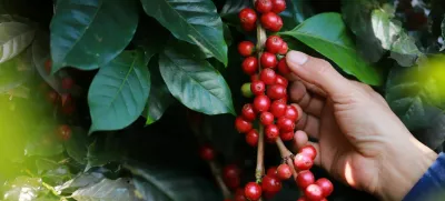 organic arabica Ripe coffee berries on branch.harvesting Robusta and arabica coffee berries by agriculturist hands,Worker Harvest arabica coffee berries on its branch, harvest concep / Foto: Noizstocker