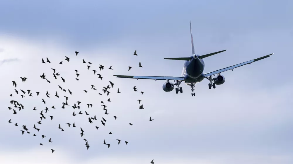 Flock of birds in front of airplane at airport, concept picture about dangerous situations for planes / Foto: Alxeypnferov