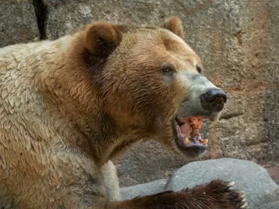 TRD687 A grizzly bear eating a mid-morning snack of meat Foto: Reuters/Alamy