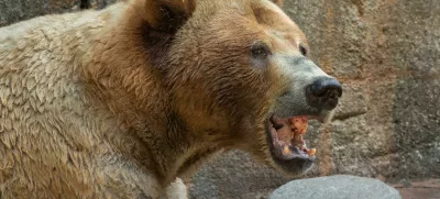 TRD687 A grizzly bear eating a mid-morning snack of meat Foto: Reuters/Alamy