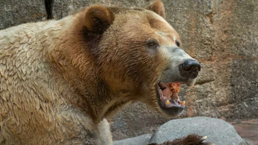 TRD687 A grizzly bear eating a mid-morning snack of meat Foto: Reuters/Alamy