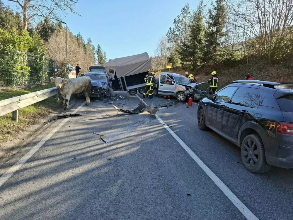 V prikolici avtomobila je bil teliček, ki je ostal nepoškodovan. Foto: PGD Zreče