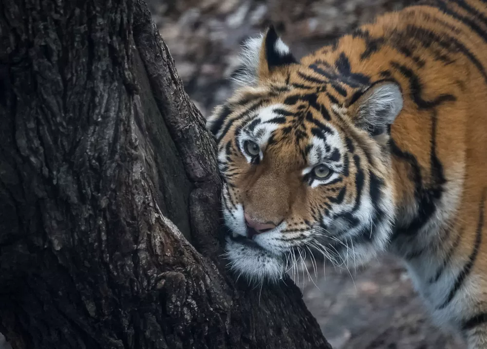 A tiger is seen in its enclosure, amid Russia's attack on Ukraine, in the city zoo in Kyiv, Ukraine December 18, 2024. REUTERS/Gleb Garanich   TPX IMAGES OF THE DAY