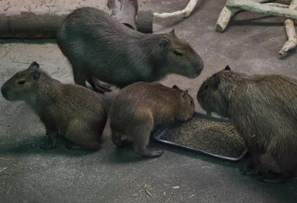 Сapybaras eat specialized dried food received as humanitarian aid for Kyiv Zoo from Zoo Berlin, Tierpark Berlin, Tiergarten Schonbrunn and Alpenzoo Innsbruck, ahead of Christmas and New Year season, amid Russia's attack on Ukraine, in Kyiv, Ukraine December 18, 2024. REUTERS/Gleb Garanich