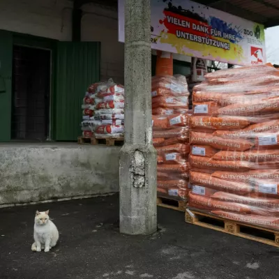 A cat sits near the humanitarian aid for Kyiv Zoo from Zoo Berlin, Tierpark Berlin, Tiergarten Schonbrunn and Alpenzoo Innsbruck that includes 18 tons of specialized dried food for animals, ahead of Christmas and New Year season, amid Russia's attack on Ukraine, in Kyiv, Ukraine December 18, 2024. REUTERS/Gleb Garanich