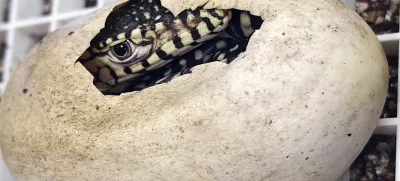 This photo provided by the Los Angeles Zoo shows a perentie lizard hatching Monday, Dec. 2, 2024, as the zoo celebrates the successful hatching of two, healthy perentie lizards (Varanus giganteus). (Byron Wusstig/Los Angeles Zoo via AP)